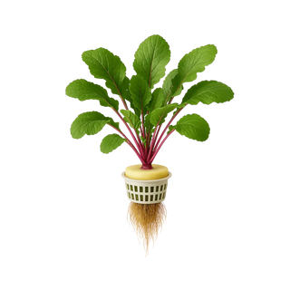 Radish Greens
