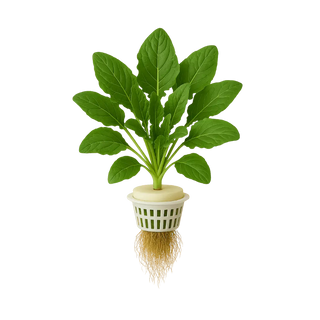 Sorrel