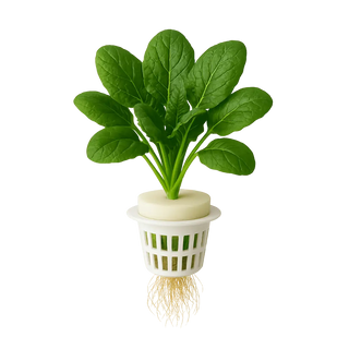 Spinach