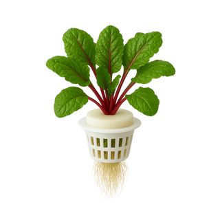 Swiss Chard