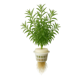Tarragon