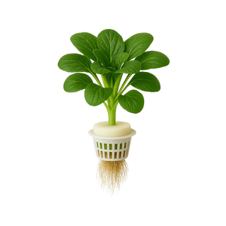 Tatsoi