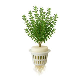 Thyme