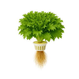 Winter Endive