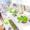 Homie 28 – Home Hydroponic Growing System