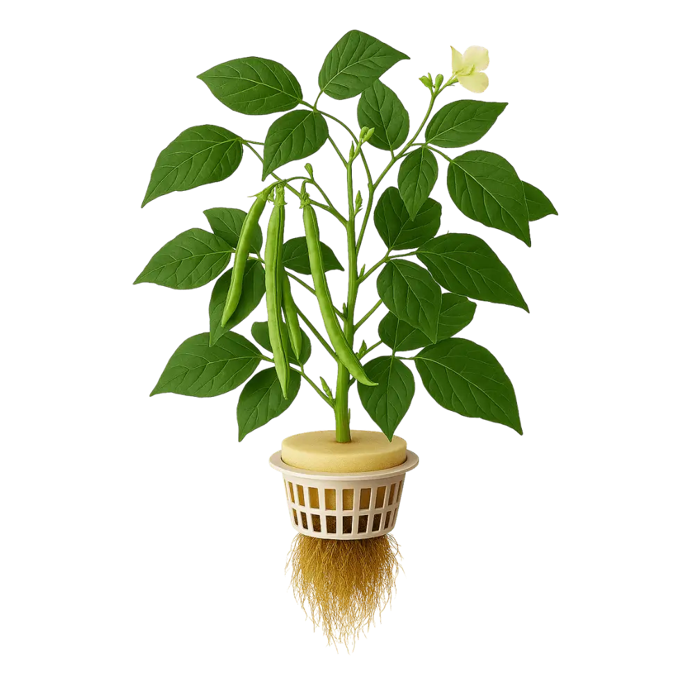 Cowpea