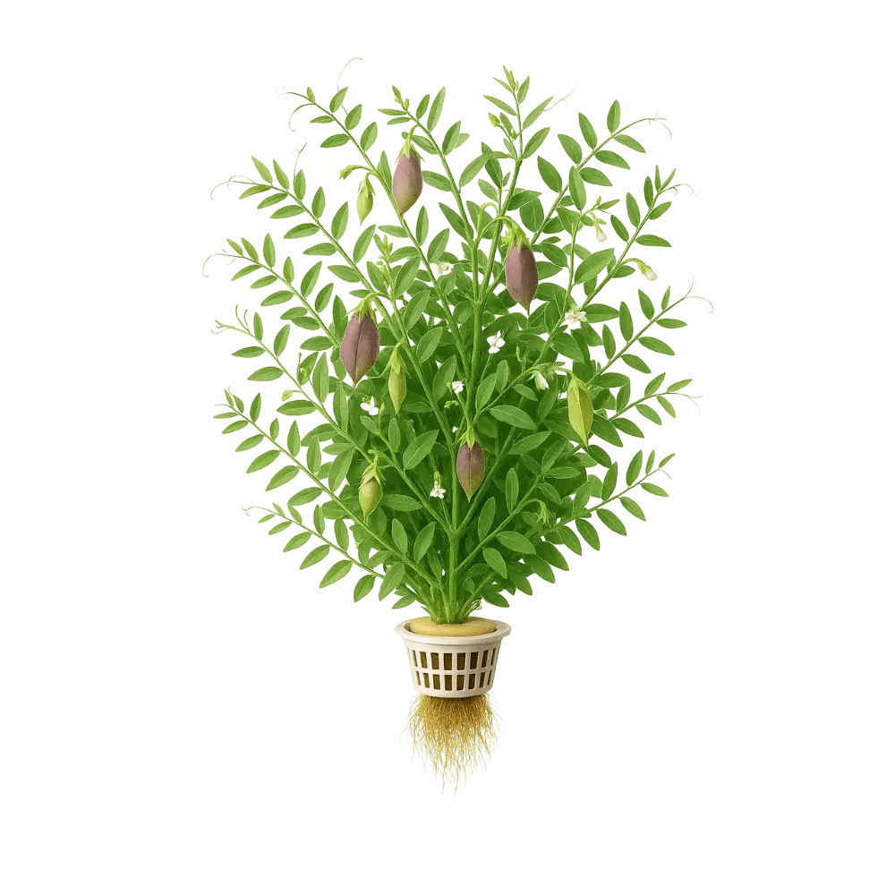 Lentil