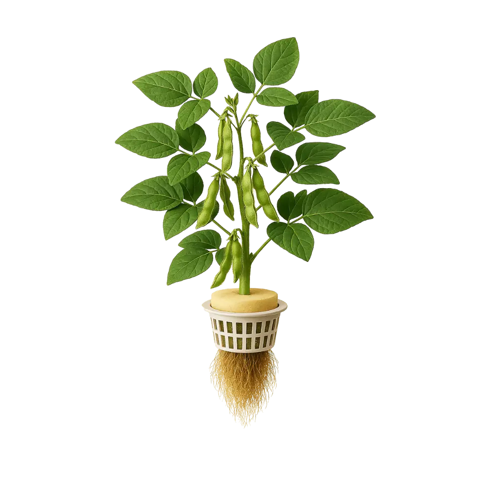 Soybean