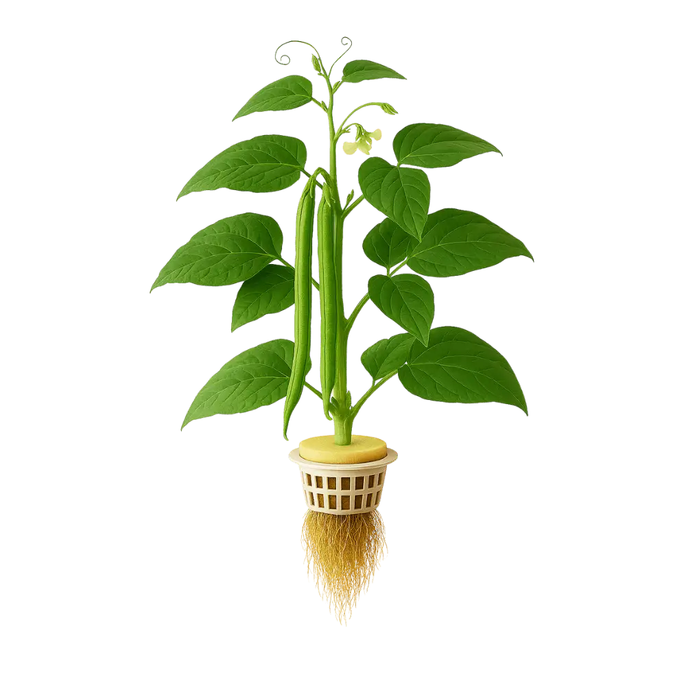 Yardlong Bean