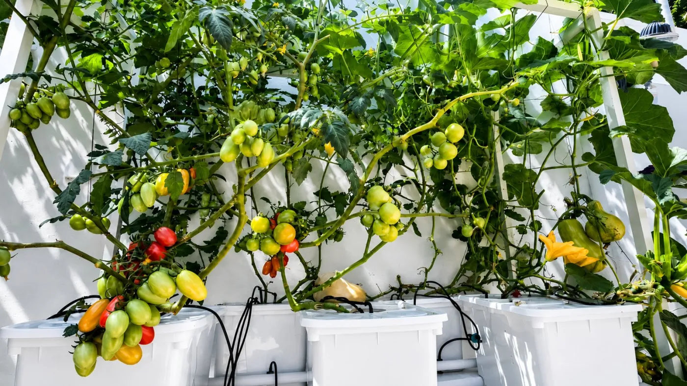 Customer growing with a NatureTech system at home