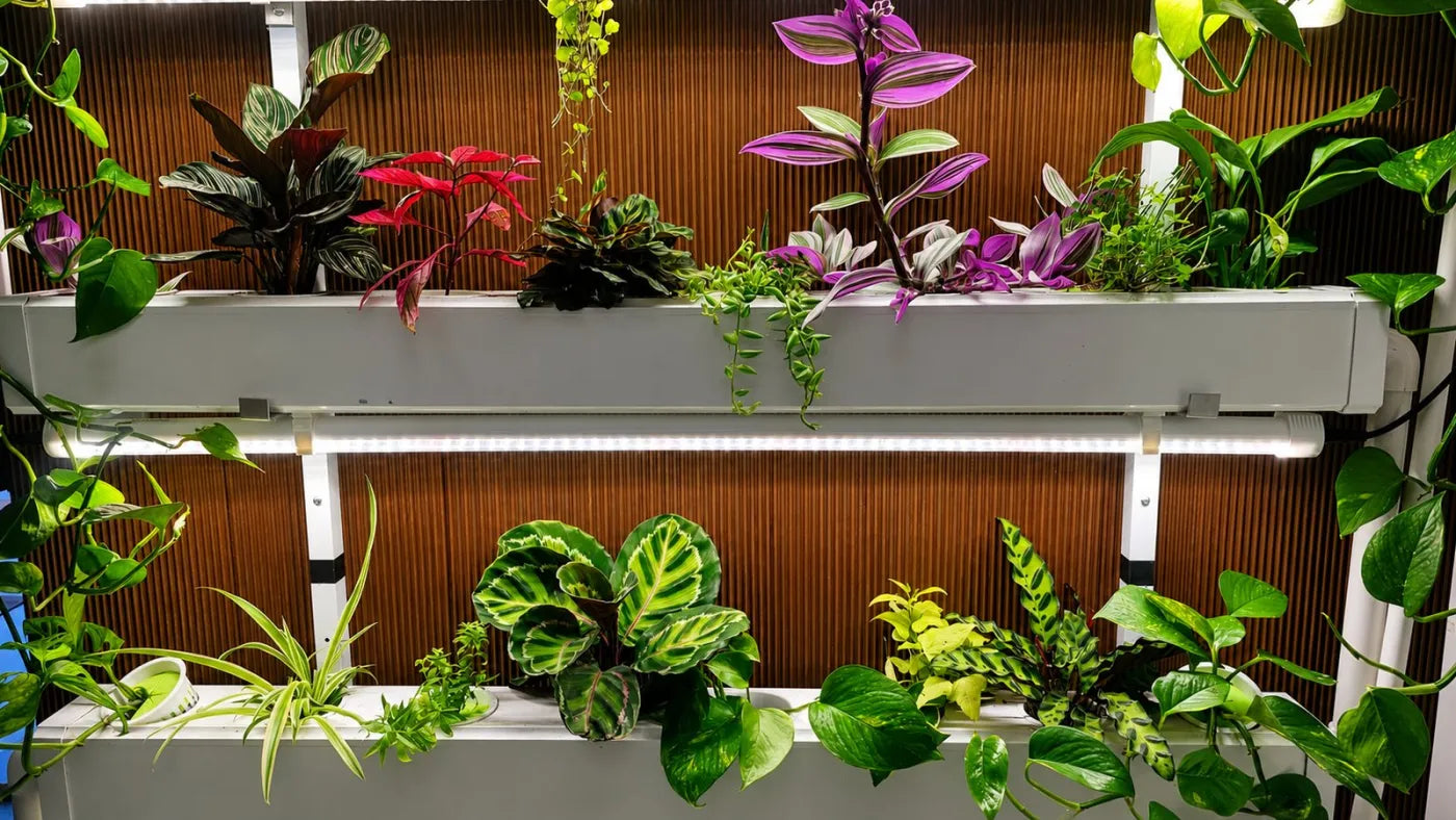 Customer growing with a NatureTech system at home