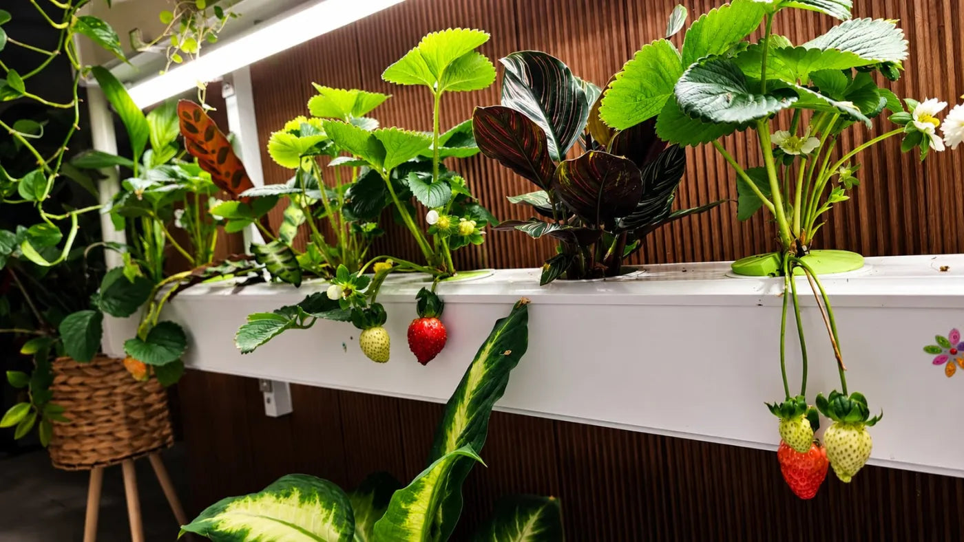 Customer growing with a NatureTech system at home