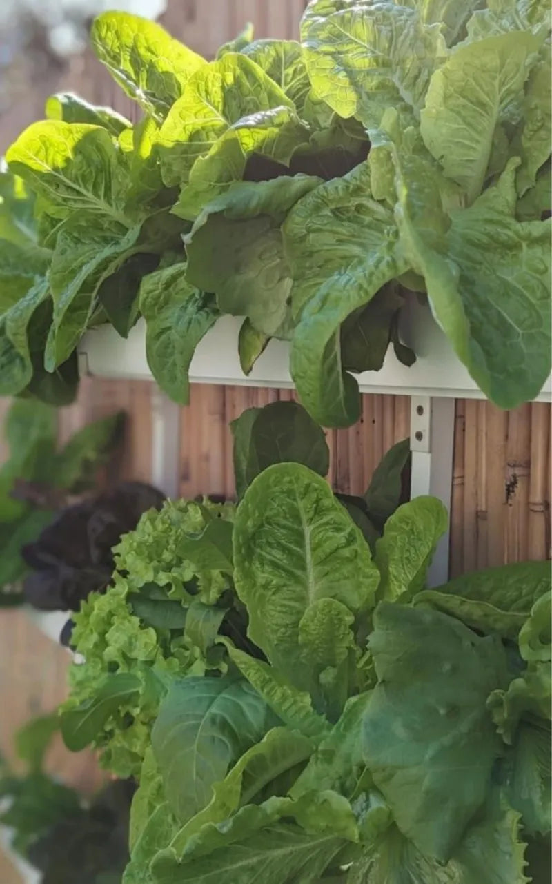 A NatureTech customer's plants growing at home