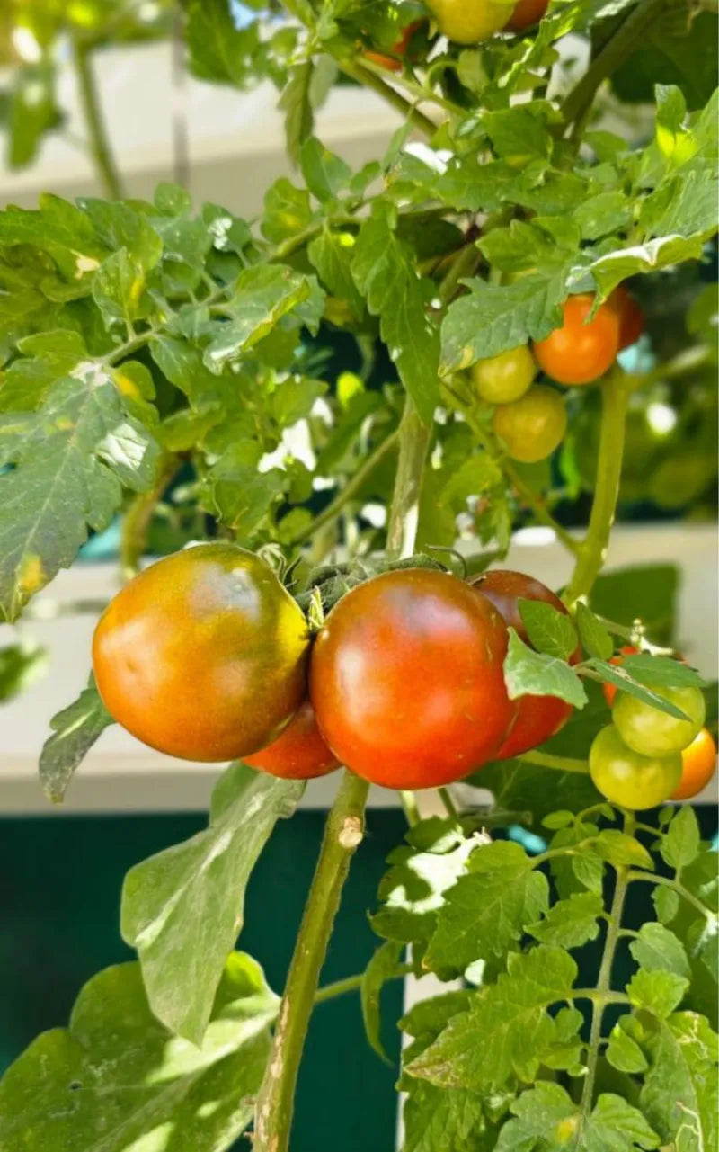 A NatureTech customer's plants growing at home